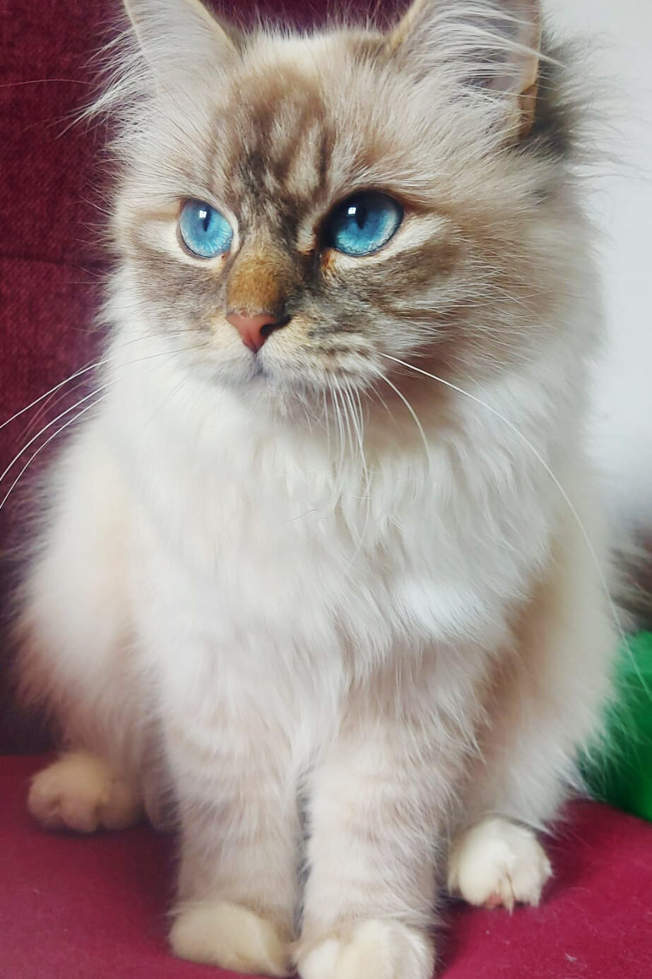 Heilige Birma Katze Blu mit blauen Augen